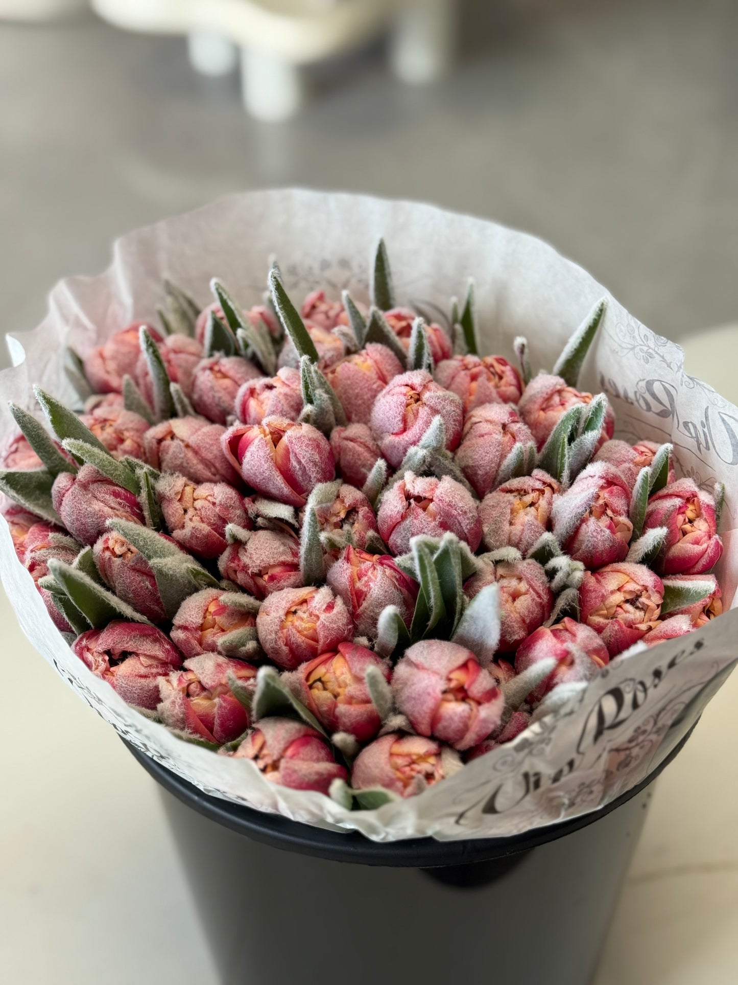 Frosty Columbus Double Dutch Tulips