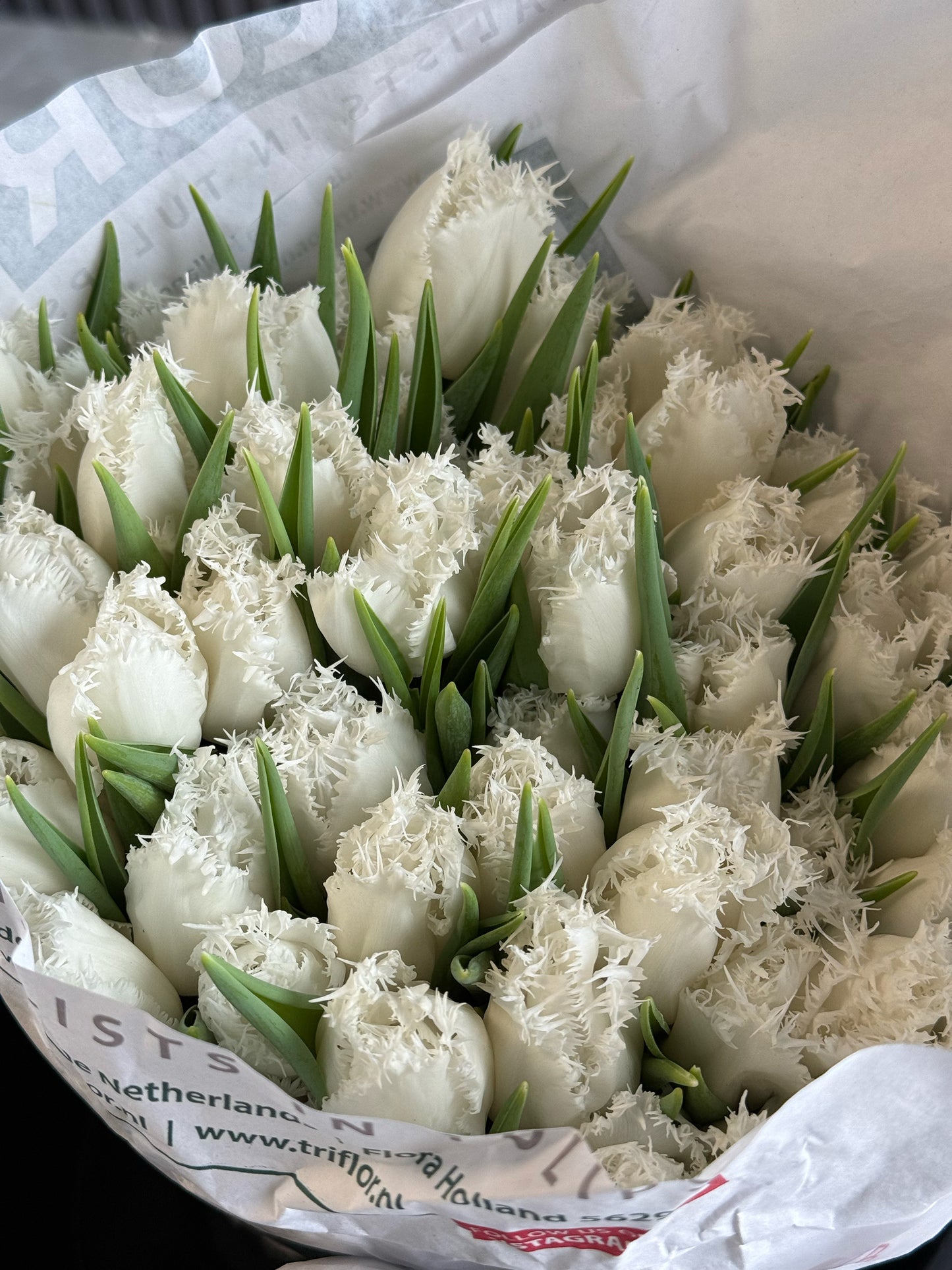 White fringed Dutch tulips bouquet with delicate frilled petals wrapped in luxury paper – available for same-day delivery in Toronto.