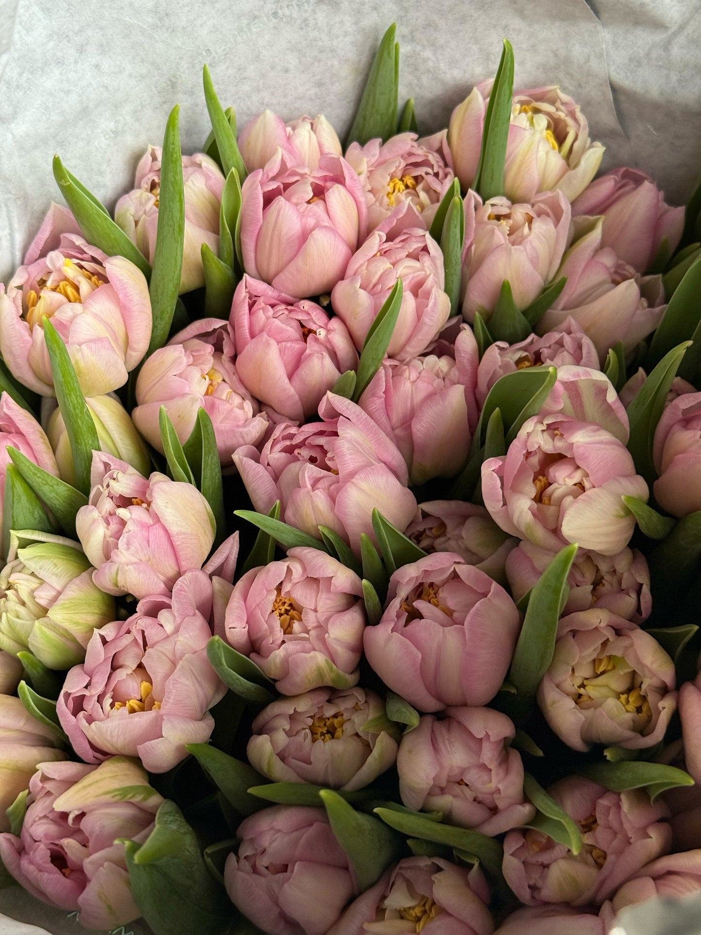 Pascara double Dutch tulips bouquet with soft pink peony-style petals wrapped in luxury florist paper – available for same-day delivery in Toronto.