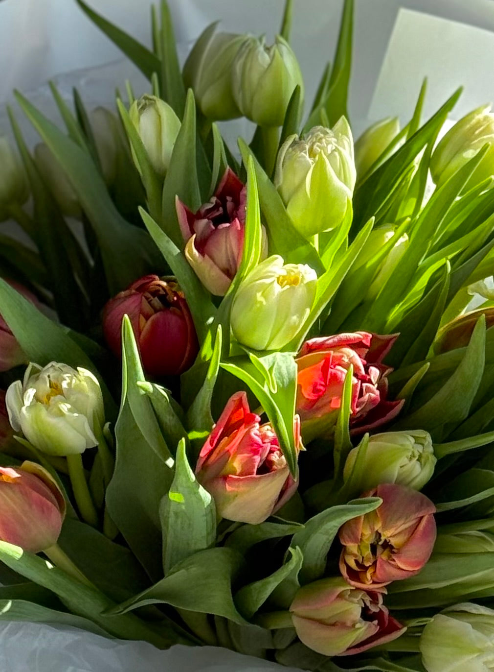 Close-up of mixed white and pink double tulips with full layered blooms, handcrafted for same-day flower delivery in Toronto.