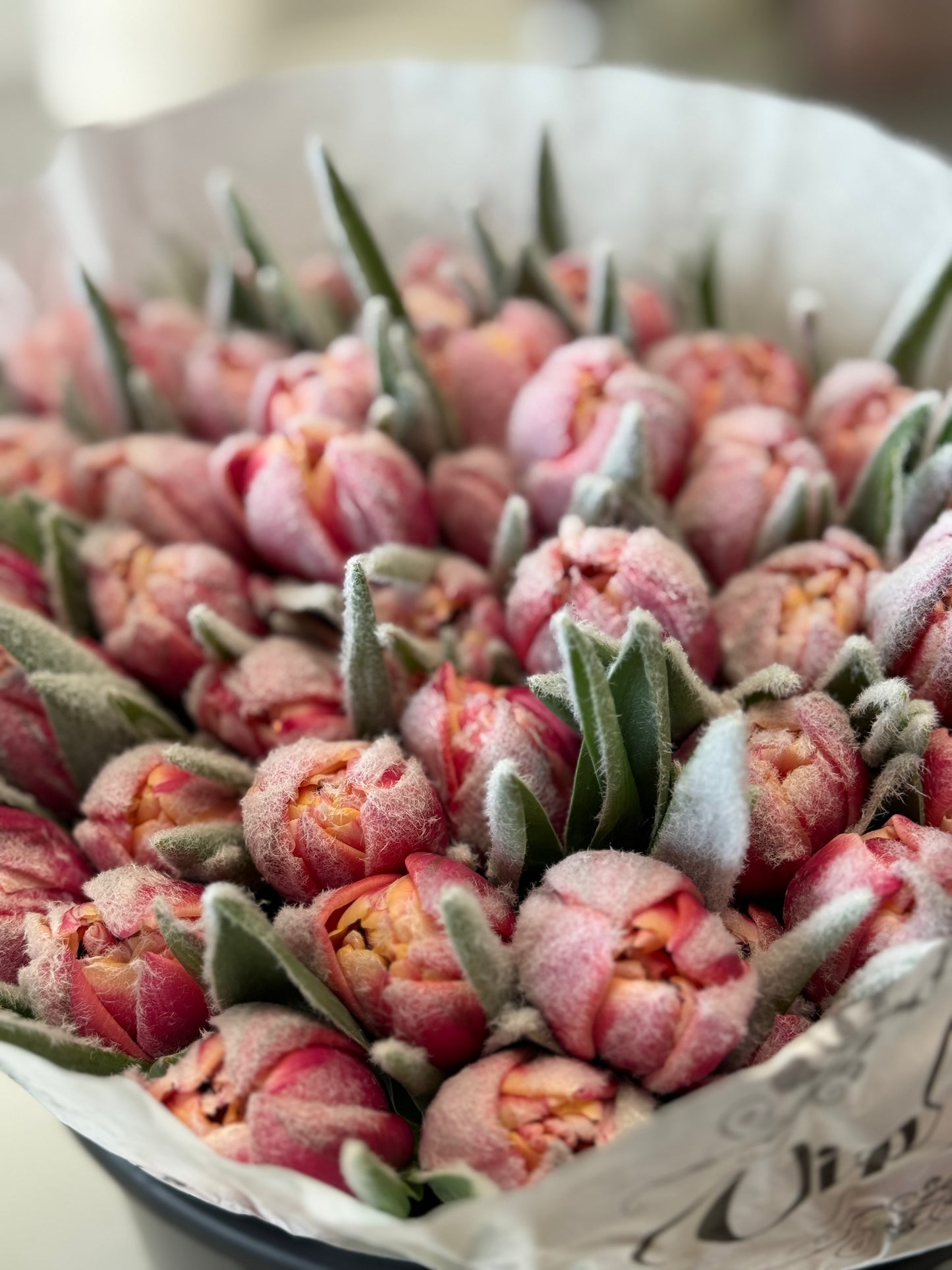 Frosty Columbus Double Dutch Tulips