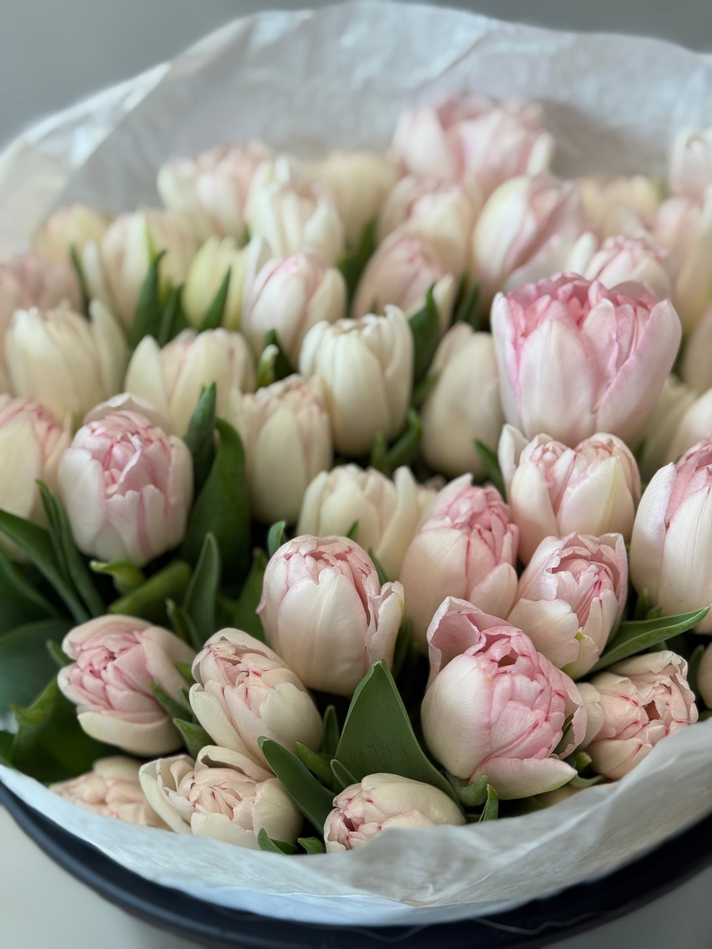 Foxtrot Light Pink Double Tulips