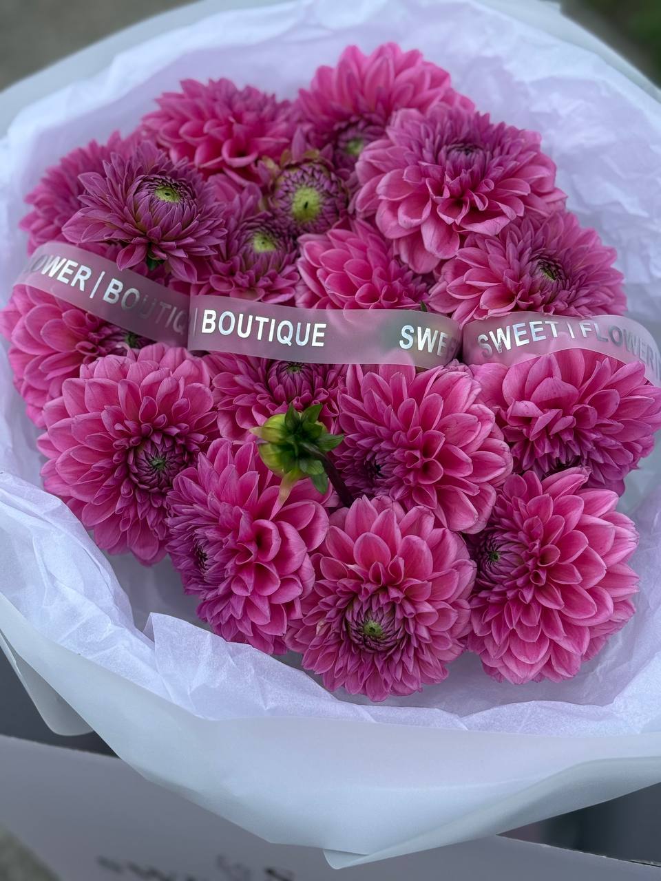 Woman holding 15 fresh pink dahlias bouquet with luxury wrapping in Toronto