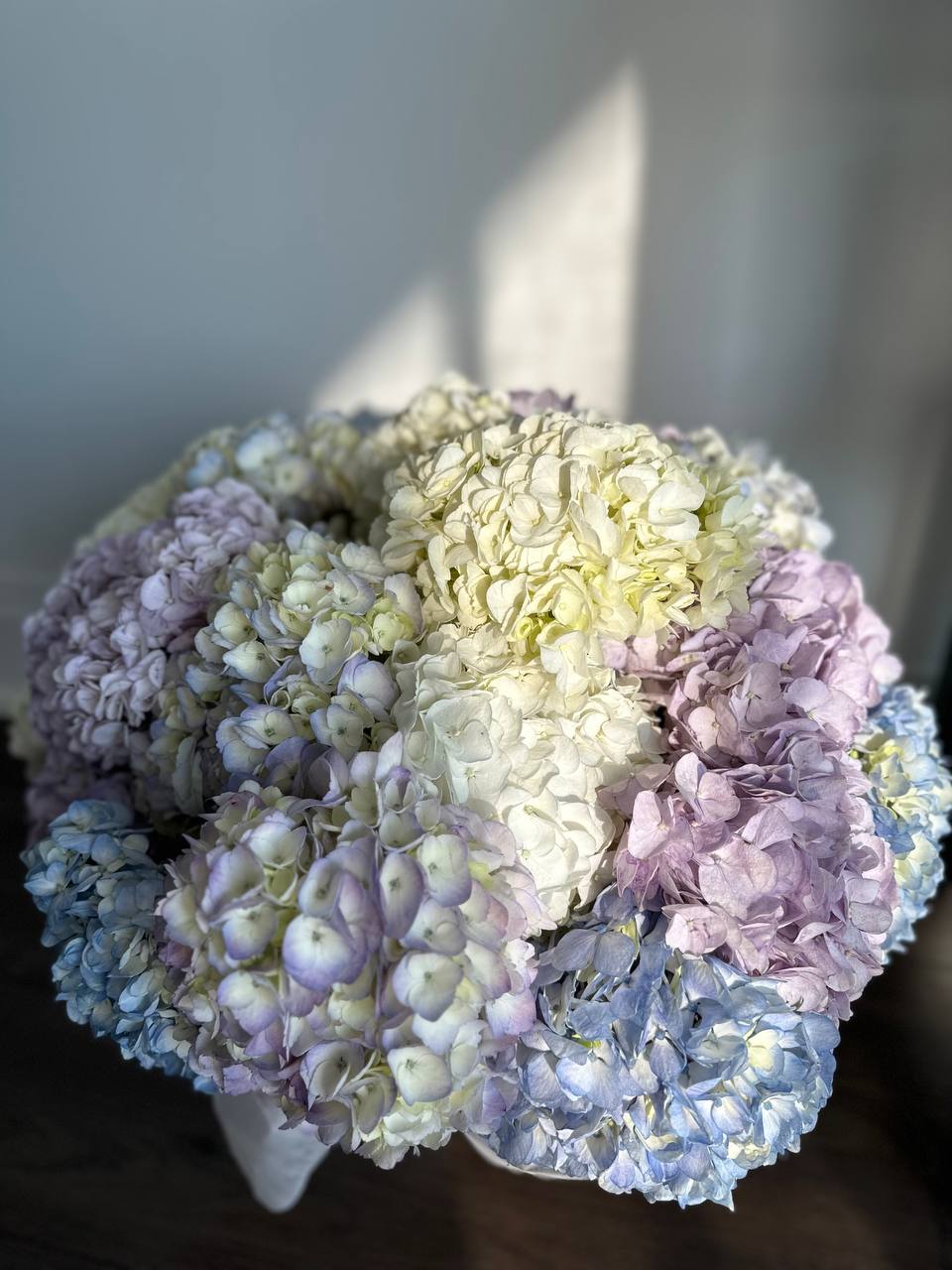 GIANT HYDRANGEA