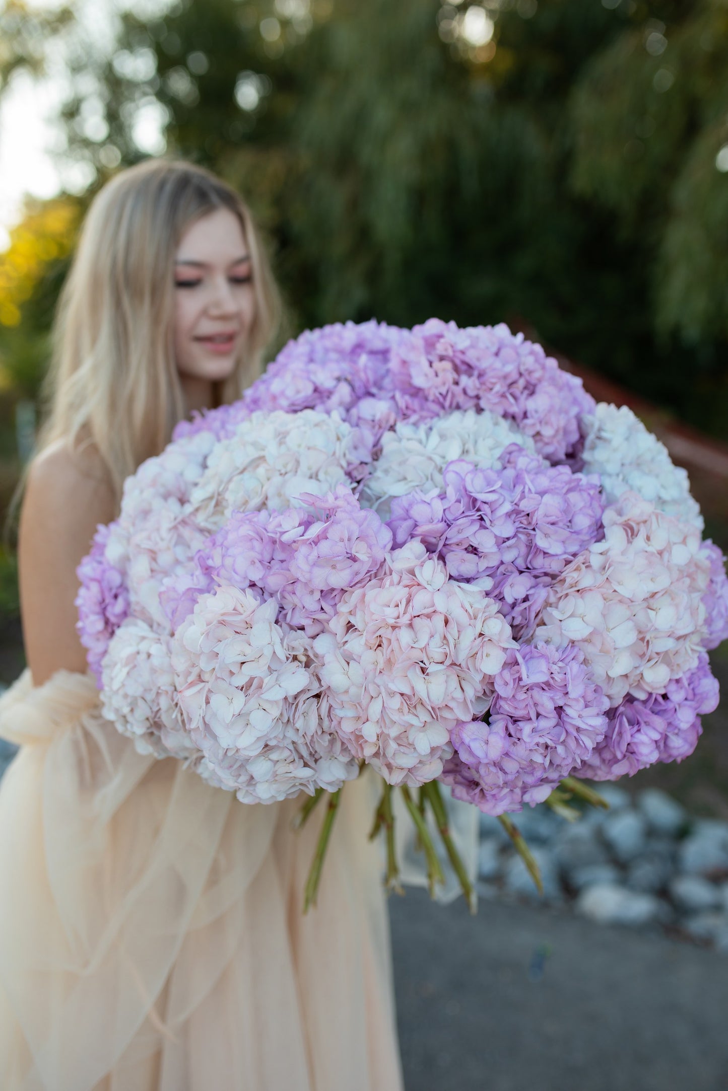 GIANT HYDRANGEA