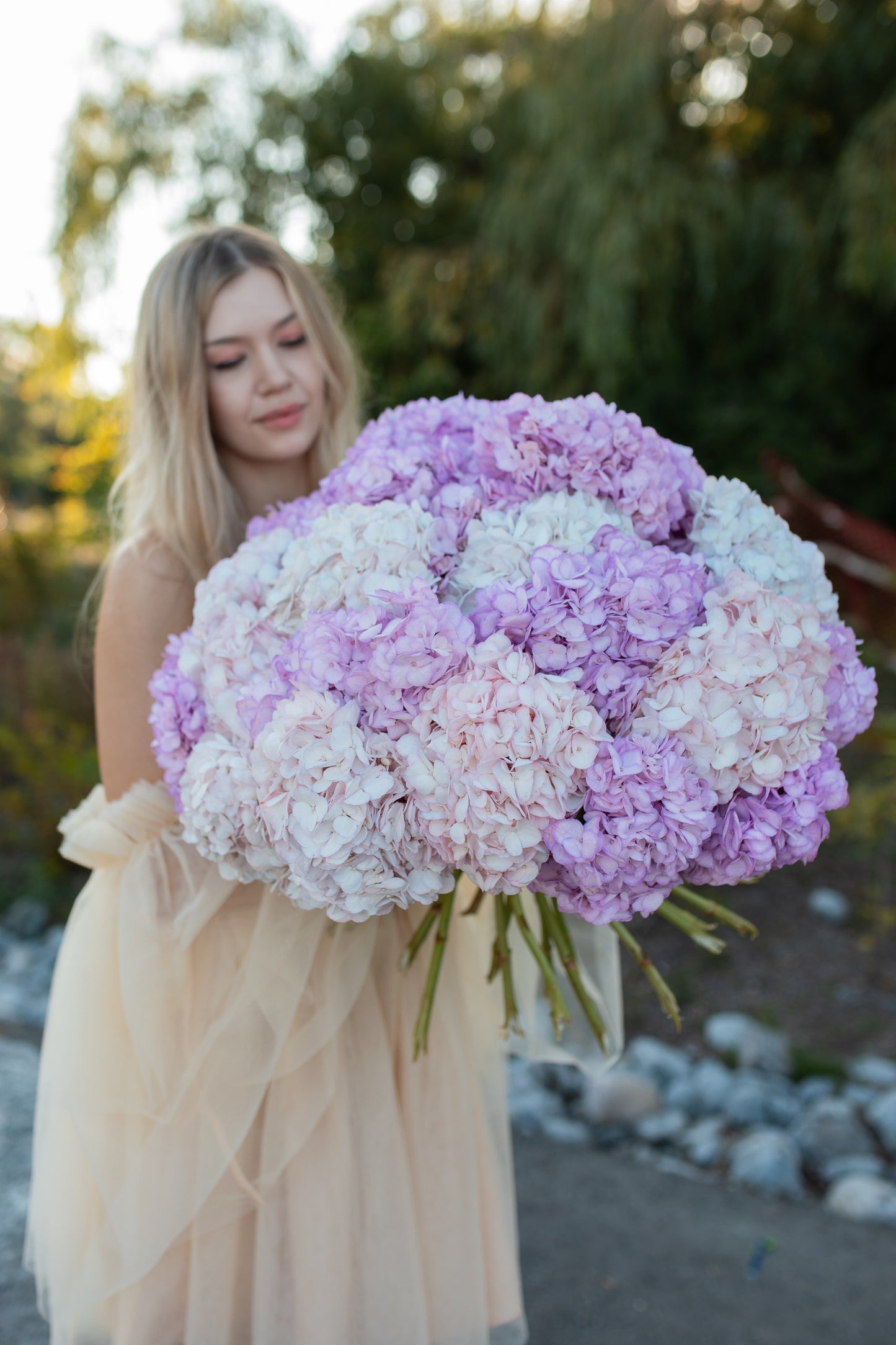 GIANT HYDRANGEA